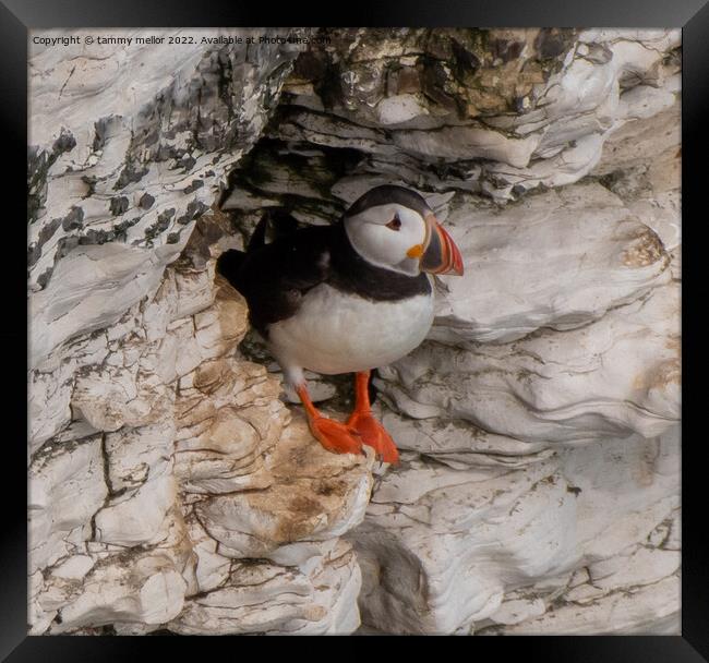 Majestic Puffin Poses for the Perfect Picture Framed Print by tammy mellor