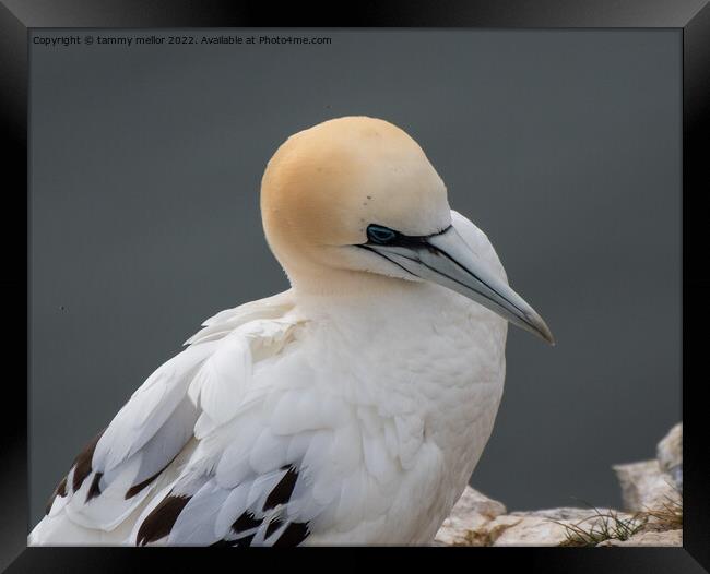 Majestic Gannet Perched on Cliff Framed Print by tammy mellor