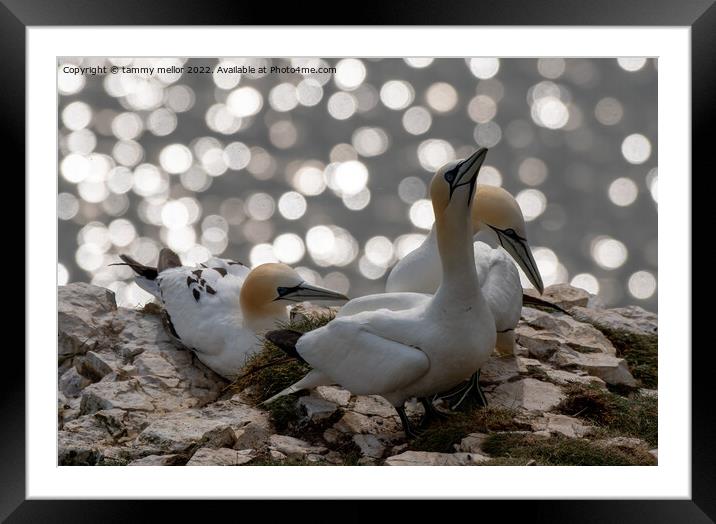 Majestic Gannets overlooking the sea Framed Mounted Print by tammy mellor