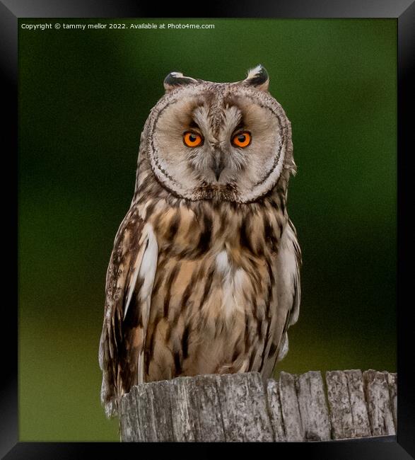 Majestic Long Eared Owl Framed Print by tammy mellor