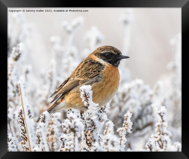 Frosty Morning Stonechat Framed Print by tammy mellor