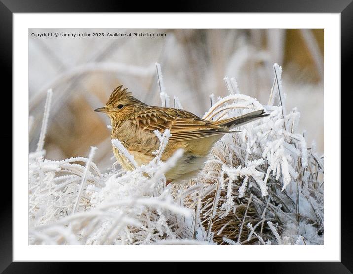 Melodic Skylark in Winter Heather Framed Mounted Print by tammy mellor