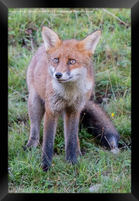 fox looking at something Framed Print by tammy mellor