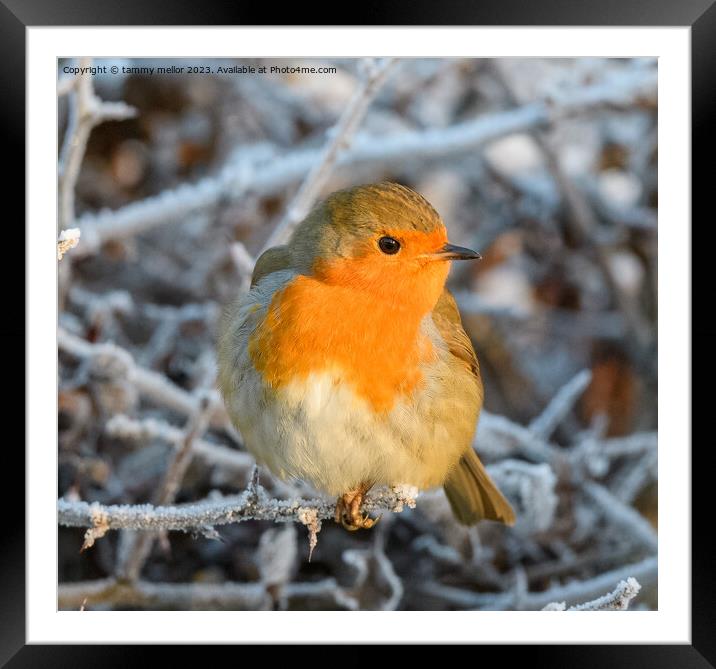robin on a frosty morning  Framed Mounted Print by tammy mellor