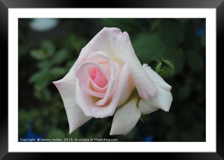 The Ethereal Beauty of Leading Lady Rose Framed Mounted Print by tammy mellor