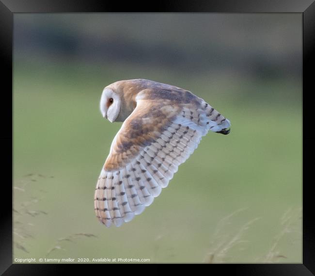 Majestic Hunter Framed Print by tammy mellor