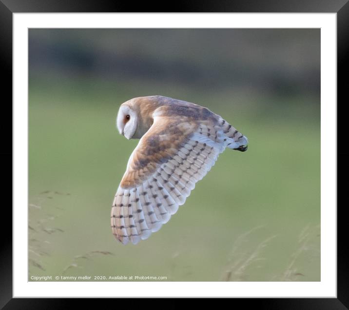 Majestic Hunter Framed Mounted Print by tammy mellor