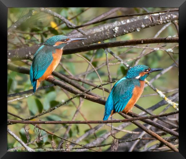 Majestic Pair of Kingfishers Framed Print by tammy mellor