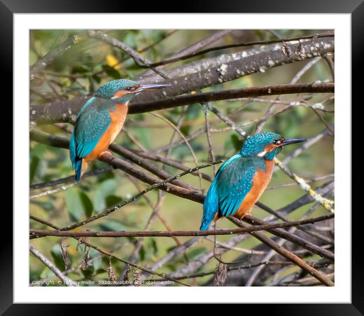 Majestic Pair of Kingfishers Framed Mounted Print by tammy mellor