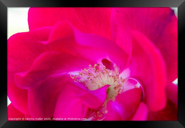 A Vibrant Swirl of Pink and Red Framed Print by tammy mellor