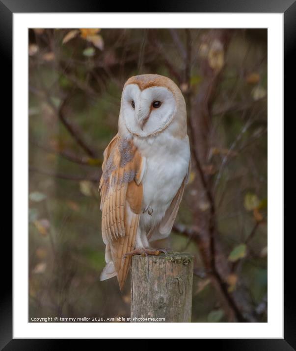 Majestic Barn Owl Stuns Photographer Framed Mounted Print by tammy mellor