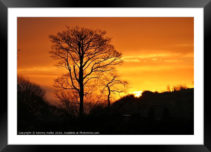 Radiant sunset tree Framed Mounted Print by tammy mellor
