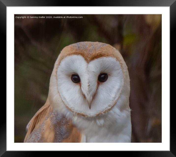 Majestic Barn Owl Framed Mounted Print by tammy mellor