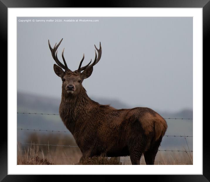 Majestic Leap Framed Mounted Print by tammy mellor