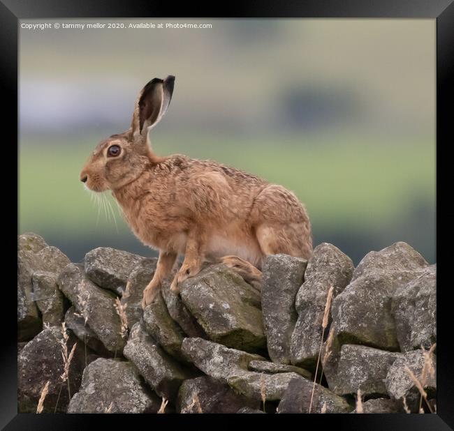 Majestic Hare Surveying the Moorland Framed Print by tammy mellor