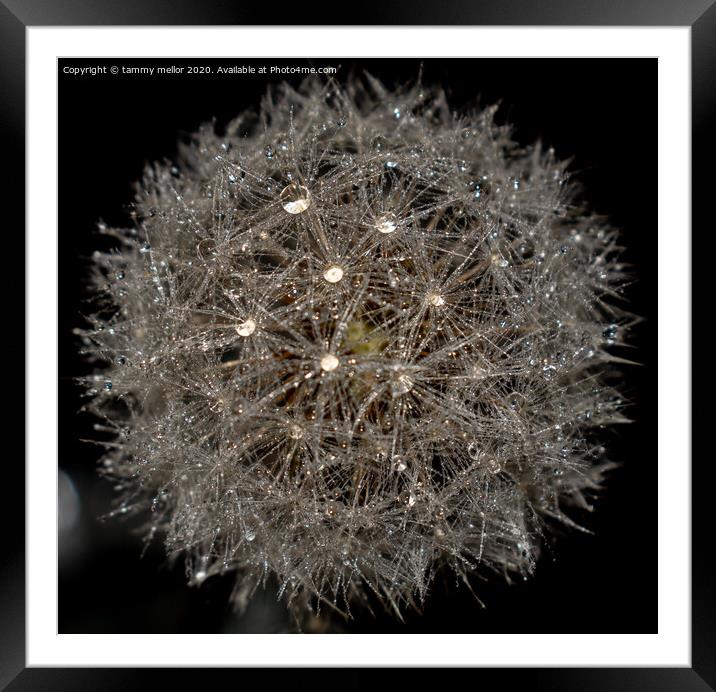 The Glistening Dandelion Framed Mounted Print by tammy mellor