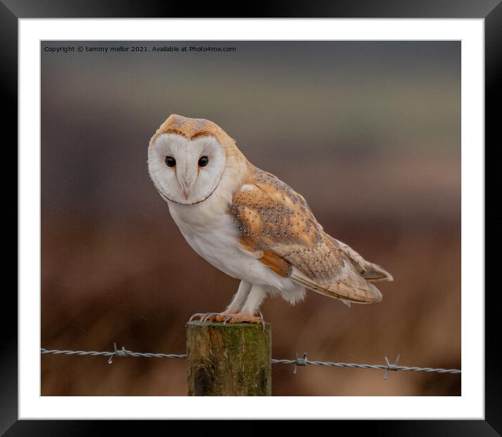 Majestic Barn Owl Framed Mounted Print by tammy mellor