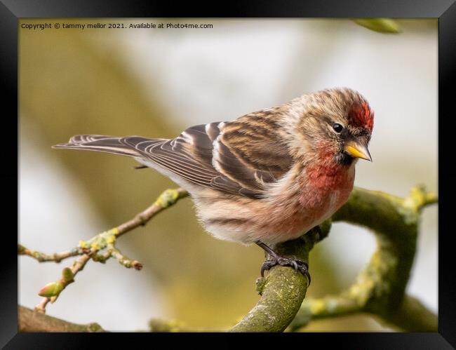 Delicate Redpoll Alights Framed Print by tammy mellor