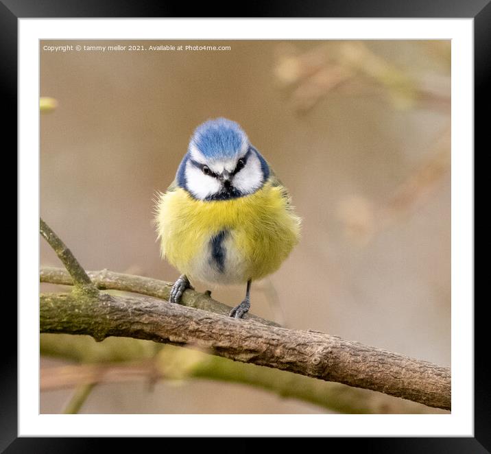 The Majestic Bluetit Framed Mounted Print by tammy mellor