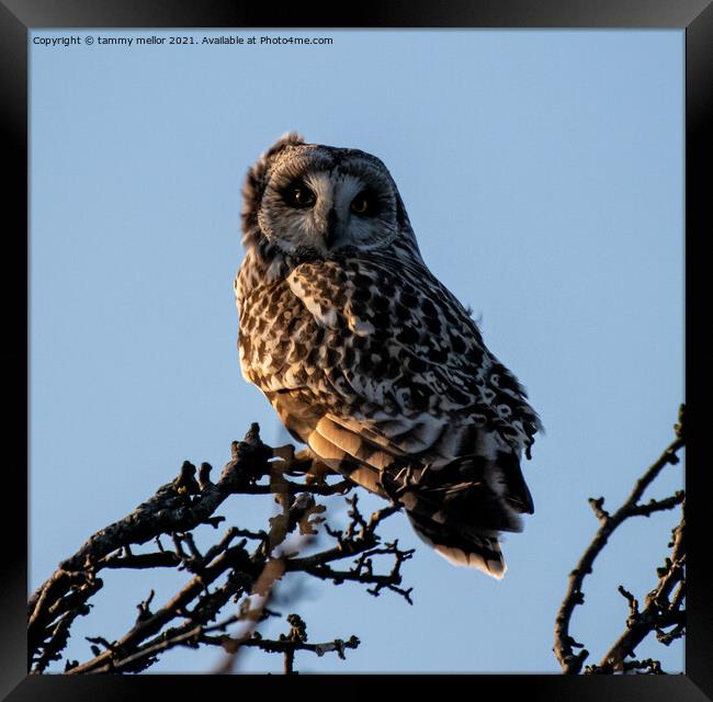 Majestic Short Eared Owl Framed Print by tammy mellor