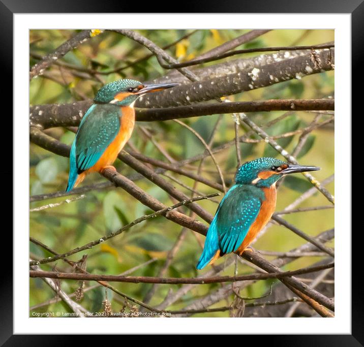 Majestic Kingfishers in their Natural Habitat Framed Mounted Print by tammy mellor