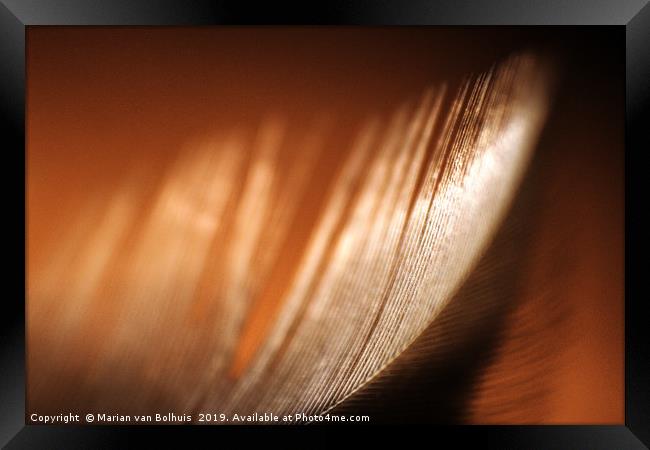 Brown feather macro close-up Framed Print by Marian van Bolhuis