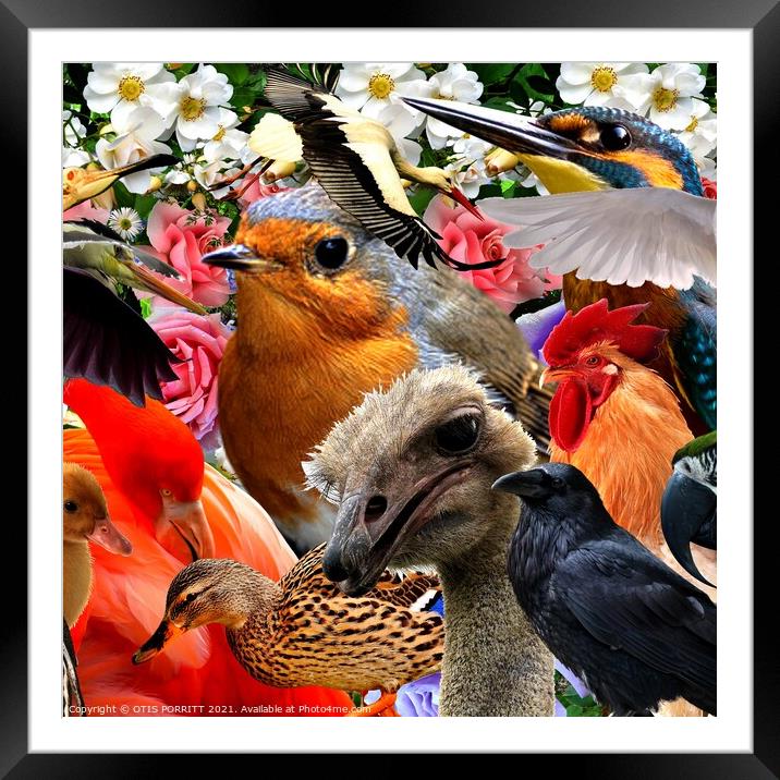 BIRDS OF A FEATHER CROPPED Framed Mounted Print by OTIS PORRITT