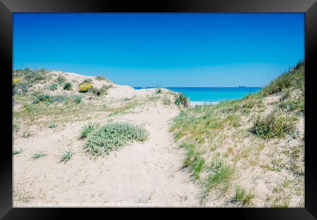 Sand dunes with plants by the sea in a protected natural area in Framed Print by Joaquin Corbalan