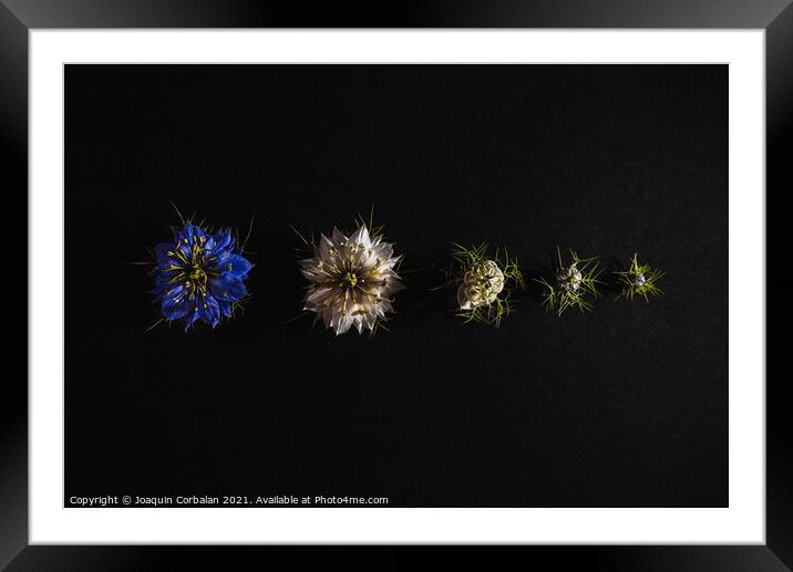 Elegant artistic backdrop of flowers isolated on black backgroun Framed Mounted Print by Joaquin Corbalan