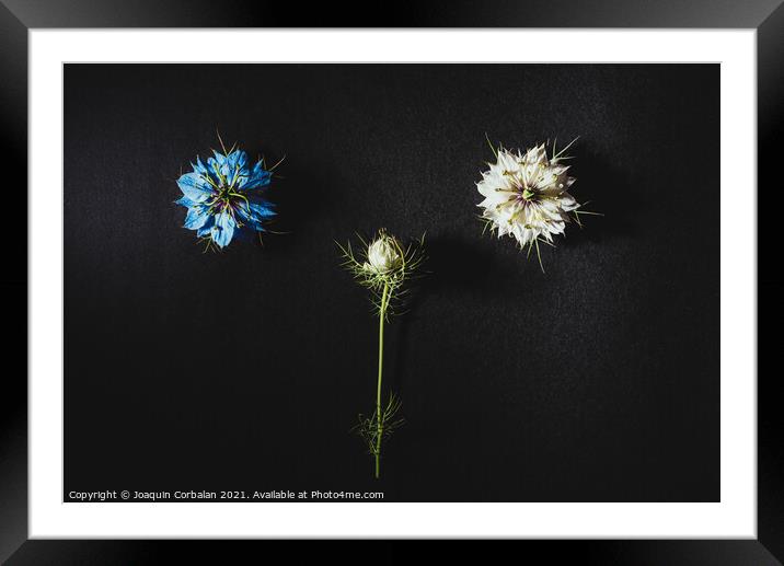 Two small white and purple flowers arranged on a black table in  Framed Mounted Print by Joaquin Corbalan