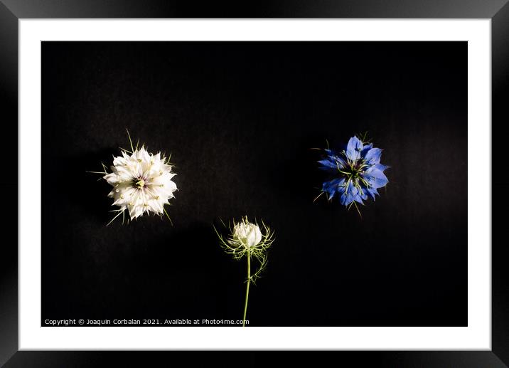Artistic composition of wild flowers isolated on black backgroun Framed Mounted Print by Joaquin Corbalan
