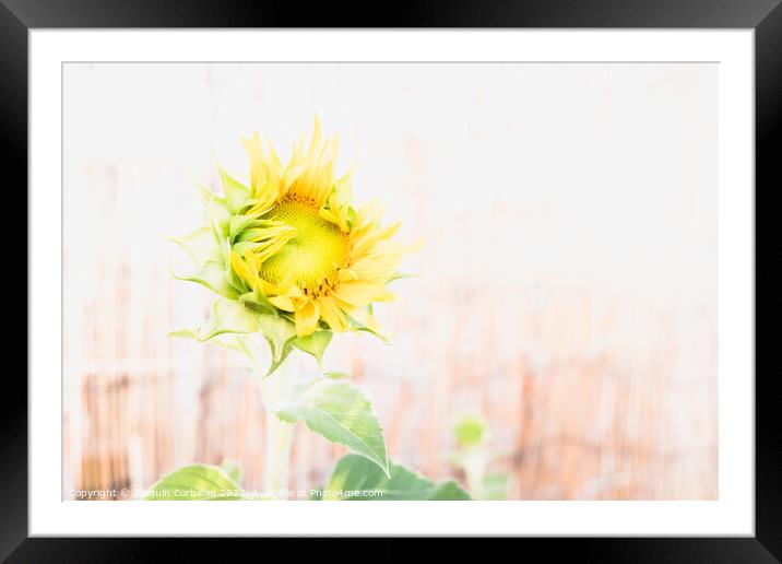 A garden dwarf sunflower with a diaphanous background Framed Mounted Print by Joaquin Corbalan