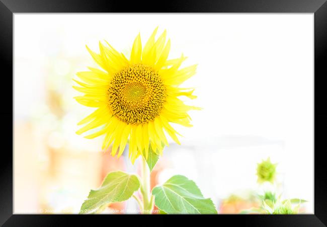Bright and luminous sunflower plant in vibrant colors, with whit Framed Print by Joaquin Corbalan