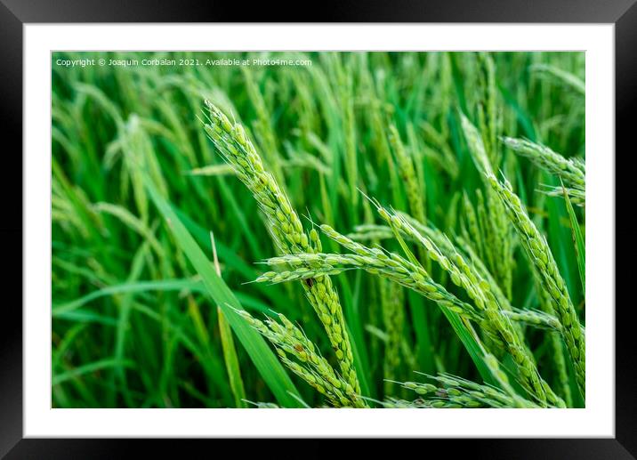 End of summer is the time to harvest the ears of rice in Spanish Framed Mounted Print by Joaquin Corbalan