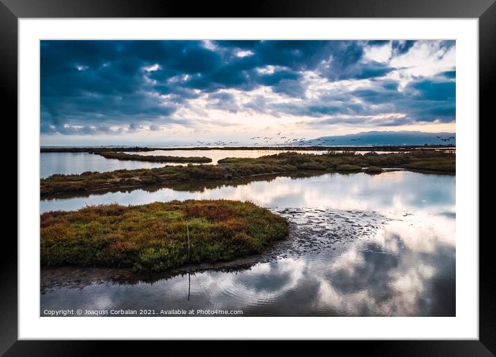 The wetlands of the Ebro delta receive flocks of migratory birds Framed Mounted Print by Joaquin Corbalan