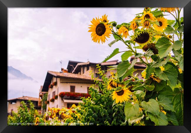 Wild sunflowers adorn a country lane in the Italian Alps, with s Framed Print by Joaquin Corbalan