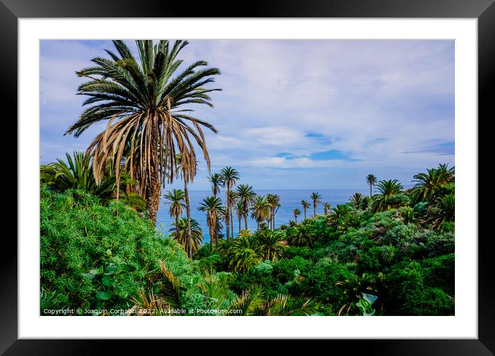 Plantation of banana trees and tropical fruits near the sea, on  Framed Mounted Print by Joaquin Corbalan