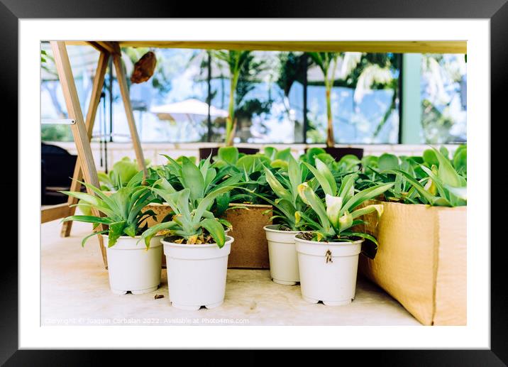 Indoor plants grown in a very bright home greenhouse. Framed Mounted Print by Joaquin Corbalan