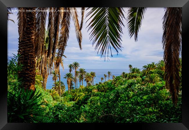 View of the tropical Atlantic coast through the leaves of palm t Framed Print by Joaquin Corbalan