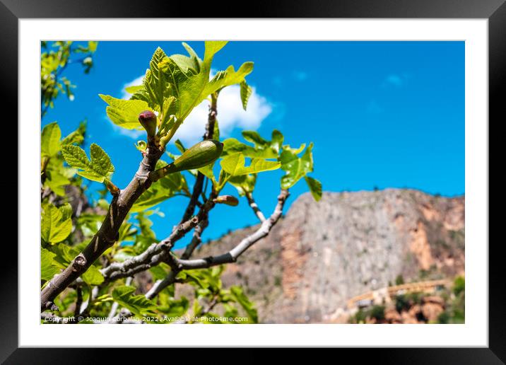 Fig tree with the first green figs of summer, a clear day with a Framed Mounted Print by Joaquin Corbalan