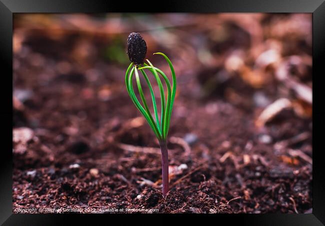 Conifers are born from seeds fallen on the fertile soil, sprouti Framed Print by Joaquin Corbalan