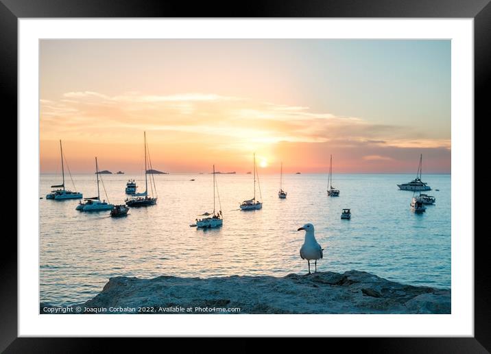 Seagull perched on a cliff watches the boats anchored in the bay Framed Mounted Print by Joaquin Corbalan