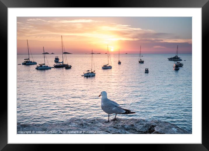 Seagull perched on a cliff watches the boats anchored in the bay Framed Mounted Print by Joaquin Corbalan