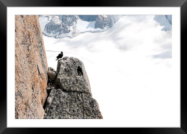 A raven resting on a rock in an alpine mountain. Framed Mounted Print by Joaquin Corbalan