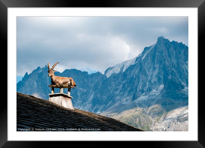 Alpine ibex, goats with long horns, perch on the roofs of houses Framed Mounted Print by Joaquin Corbalan