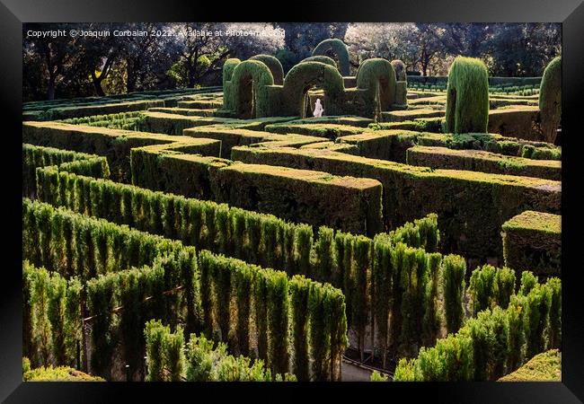 A maze with cypresses for people inside a romantic garden Framed Print by Joaquin Corbalan