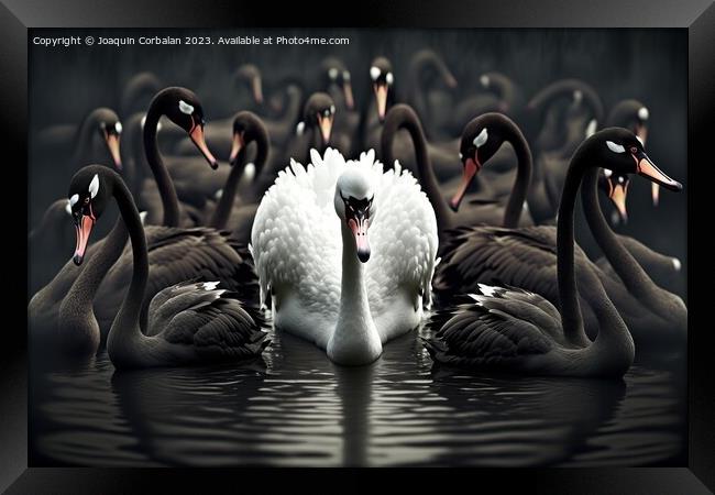 Beautiful illustrated painting, several black swan Framed Print by Joaquin Corbalan
