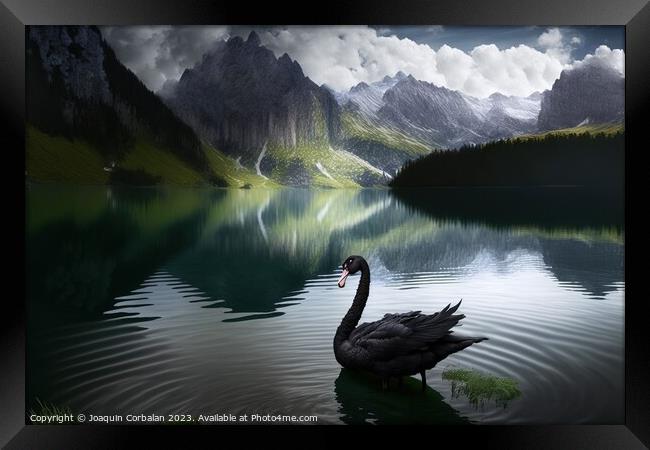 Painting of a beautiful black swan at sunset in a lake between m Framed Print by Joaquin Corbalan