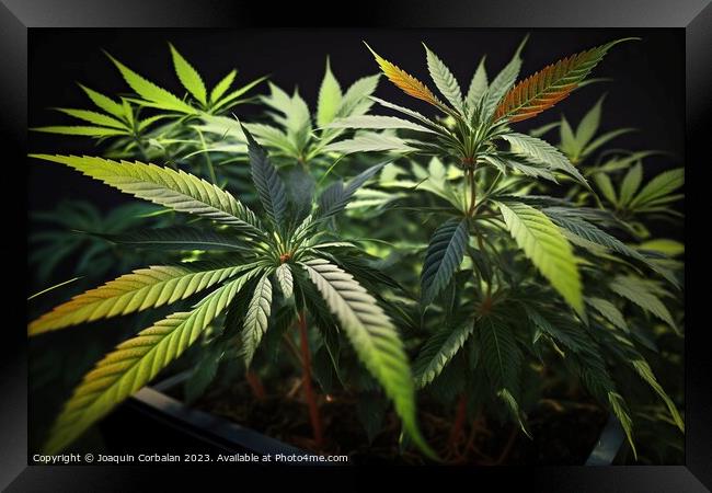 Fresh marijuana leaves, medicinal plant. Ai genera Framed Print by Joaquin Corbalan