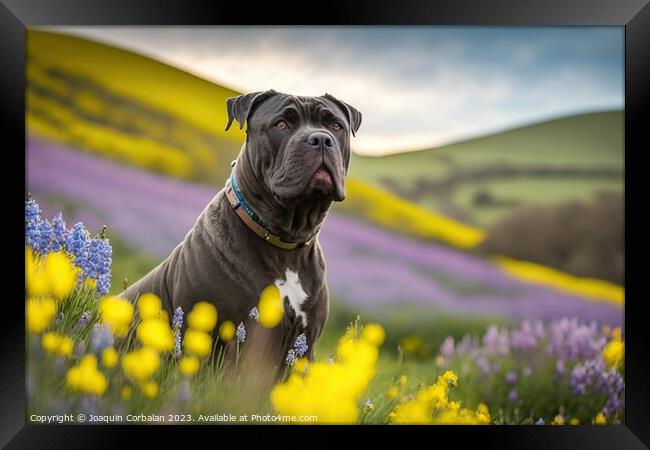 Portrait of a calm Corso dog in a flowery meadow.  Framed Print by Joaquin Corbalan